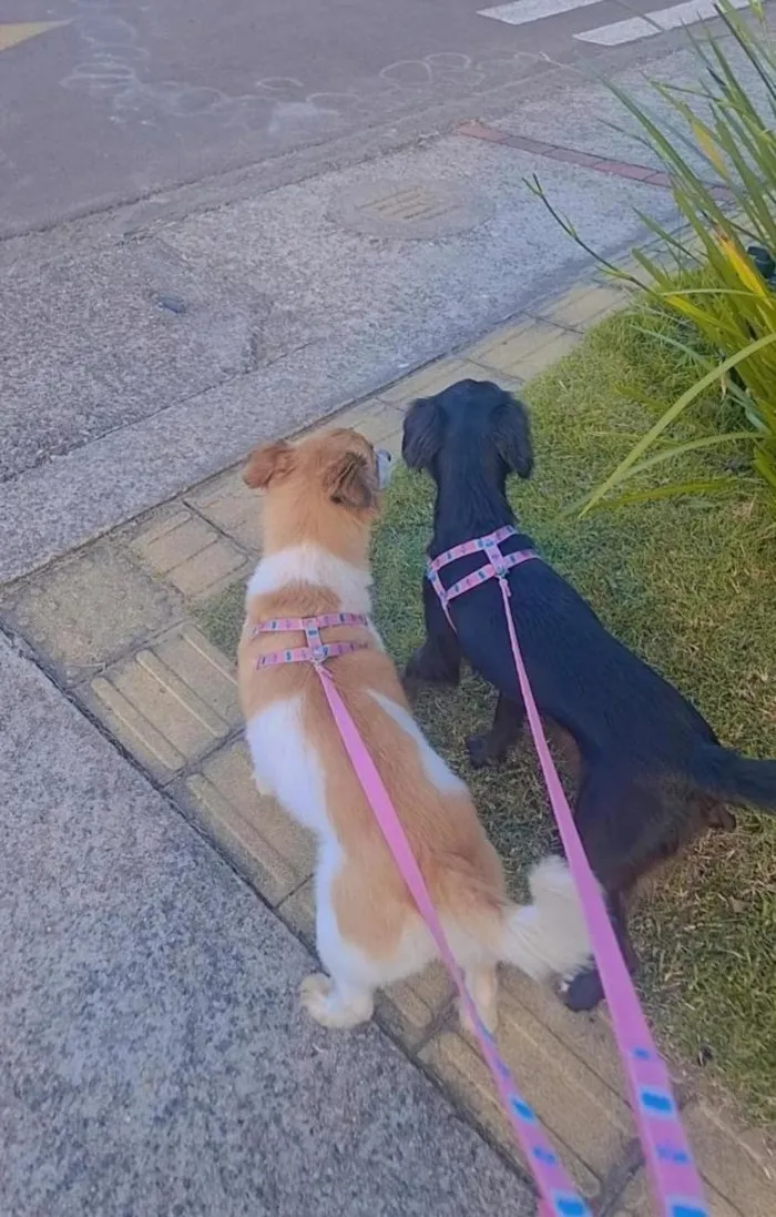 Cachorro raça SRD-ViraLata idade 2 a 6 meses nome Aurora e Pandora 