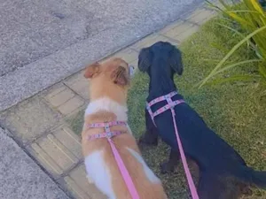 Cachorro raça SRD-ViraLata idade 2 a 6 meses nome Aurora e Pandora 