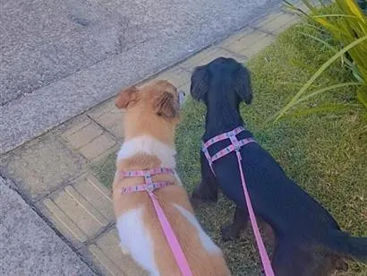 Cachorro raça SRD-ViraLata idade 2 a 6 meses nome Aurora e Pandora 