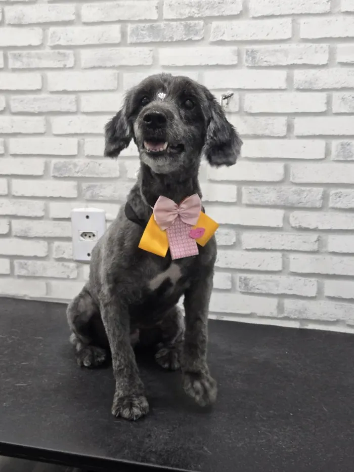 Cachorro raça Poodle idade 6 ou mais anos nome Lua