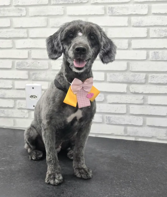 Cachorro raça Poodle idade 6 ou mais anos nome Lua
