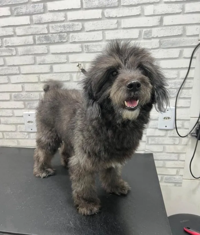 Cachorro raça Poodle idade 6 ou mais anos nome Lua