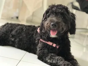 Cachorro raça Poodle idade 6 ou mais anos nome Lua