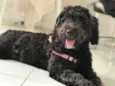 Lua