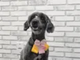 Lua