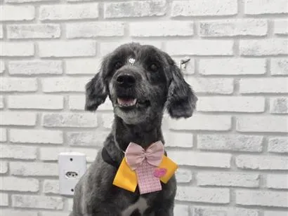 Cachorro raça Poodle idade 6 ou mais anos nome Lua
