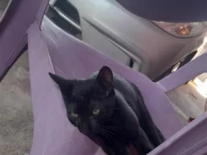 Gato raça SRD-ViraLata idade 2 a 6 meses nome gato