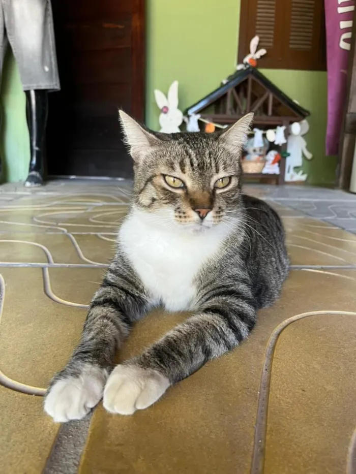 Gato raça SRD-ViraLata idade 6 ou mais anos nome Olivio