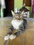 Olivio