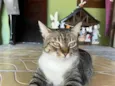 Olivio