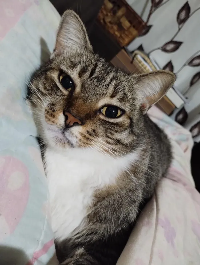 Gato raça SRD-ViraLata idade 6 ou mais anos nome Olivio