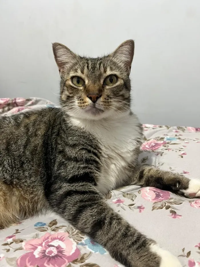 Gato raça SRD-ViraLata idade 6 ou mais anos nome Olivio