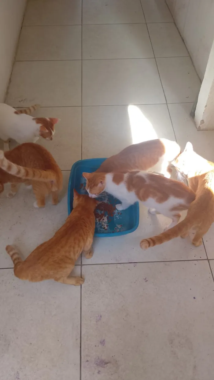 Gato raça SRD-ViraLata idade 7 a 11 meses nome mily tico hadyja loiro tif popo