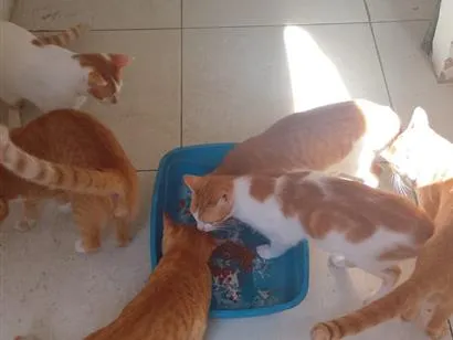 Gato raça SRD-ViraLata idade 7 a 11 meses nome mily tico hadyja loiro tif popo