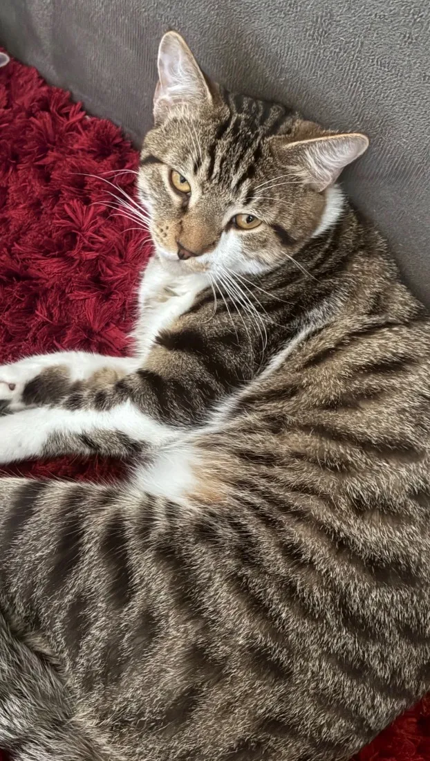 Gato raça SRD-ViraLata idade 7 a 11 meses nome Demolidor