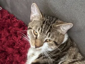 Gato raça SRD-ViraLata idade 7 a 11 meses nome Demolidor