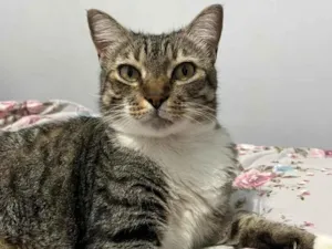 Gato raça SRD-ViraLata idade 6 ou mais anos nome Olivio