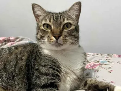 Gato raça SRD-ViraLata idade 6 ou mais anos nome Olivio