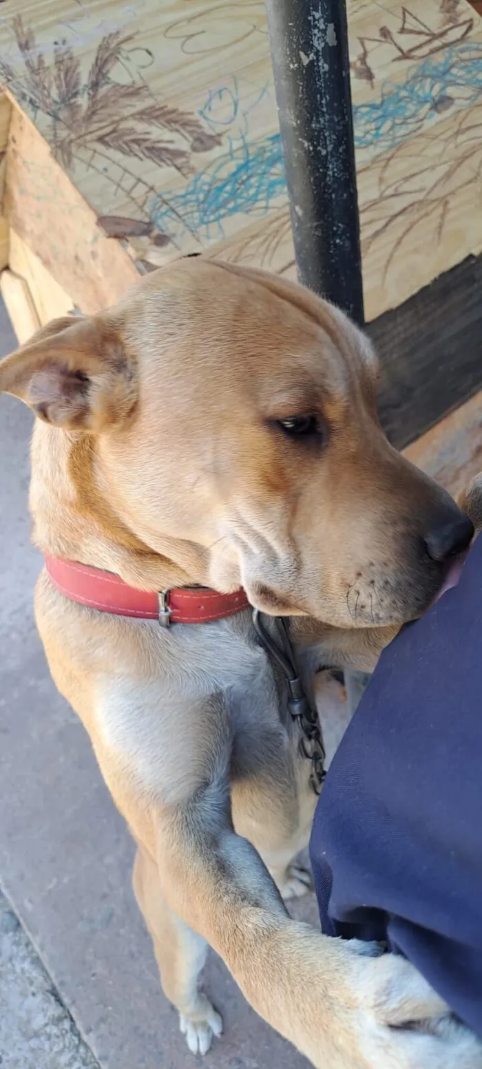 Cachorro raça SRD-ViraLata idade 1 ano nome Cacau