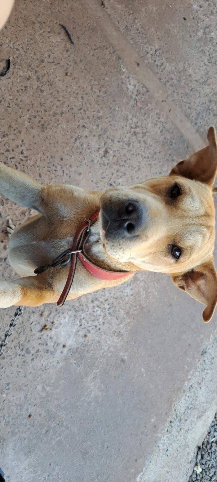 Cachorro raça SRD-ViraLata idade 1 ano nome Cacau