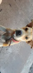 Cacau