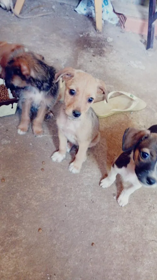 Cachorro raça  idade 2 a 6 meses nome sem nome