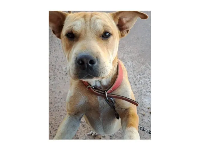 Cachorro raça SRD-ViraLata idade 1 ano nome Cacau