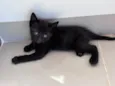 Frederico 