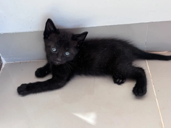 Gato raça SRD-ViraLata idade 2 a 6 meses nome Frederico 