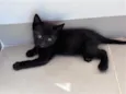 Frederico 