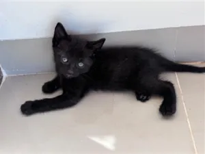 Gato raça SRD-ViraLata idade 2 a 6 meses nome Frederico 