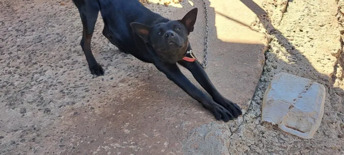 Cachorro raça SRD-ViraLata idade 1 ano nome Pretinha