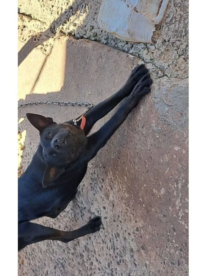 Cachorro raça SRD-ViraLata idade 1 ano nome Pretinha