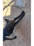 Pretinha