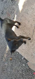 Pretinha