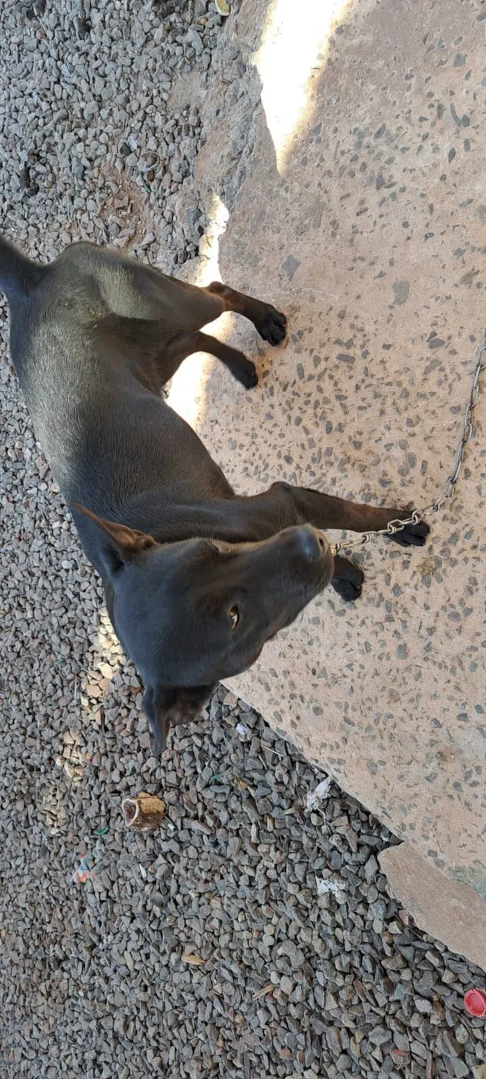 Cachorro raça SRD-ViraLata idade 1 ano nome Pretinha