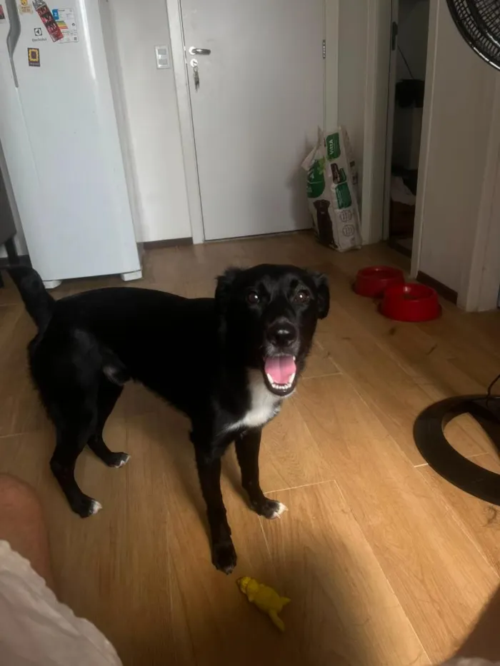 Cachorro raça SRD-ViraLata idade 1 ano nome Juninho