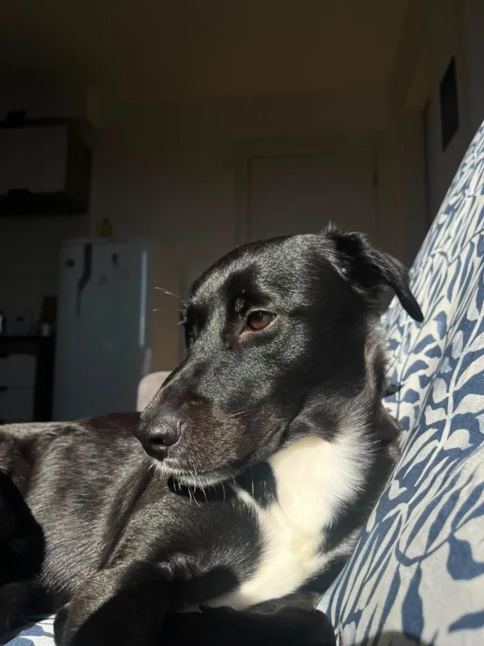 Cachorro raça SRD-ViraLata idade 1 ano nome Juninho