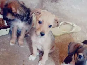 Cachorro raça  idade 2 a 6 meses nome sem nome