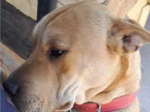 Cachorro raça SRD-ViraLata idade 1 ano nome Cacau