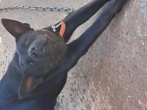 Cachorro raça SRD-ViraLata idade 1 ano nome Pretinha