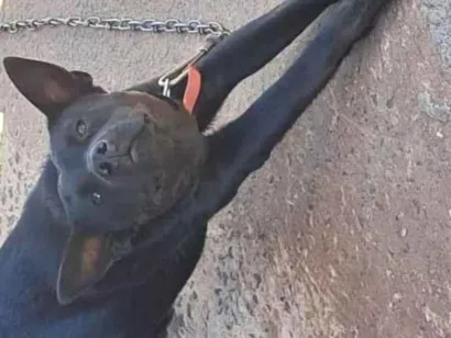 Cachorro raça SRD-ViraLata idade 1 ano nome Pretinha
