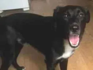 Cachorro raça SRD-ViraLata idade 1 ano nome Juninho