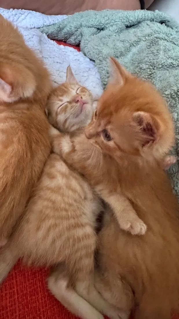 Gato raça SRD-ViraLata idade 2 a 6 meses nome Sem nome 