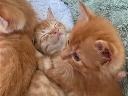 Gato raça SRD-ViraLata idade 2 a 6 meses nome Sem nome 