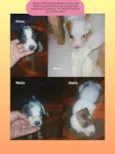 Adote esses cachorrinhos fofinhos 