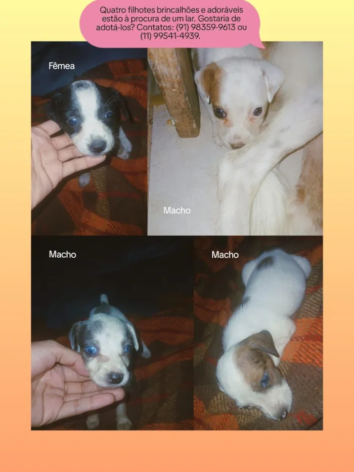 Cachorro raça SRD-ViraLata idade Abaixo de 2 meses nome Adote esses cachorrinhos fofinhos 