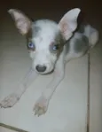 Adote esses cachorrinhos fofinhos 