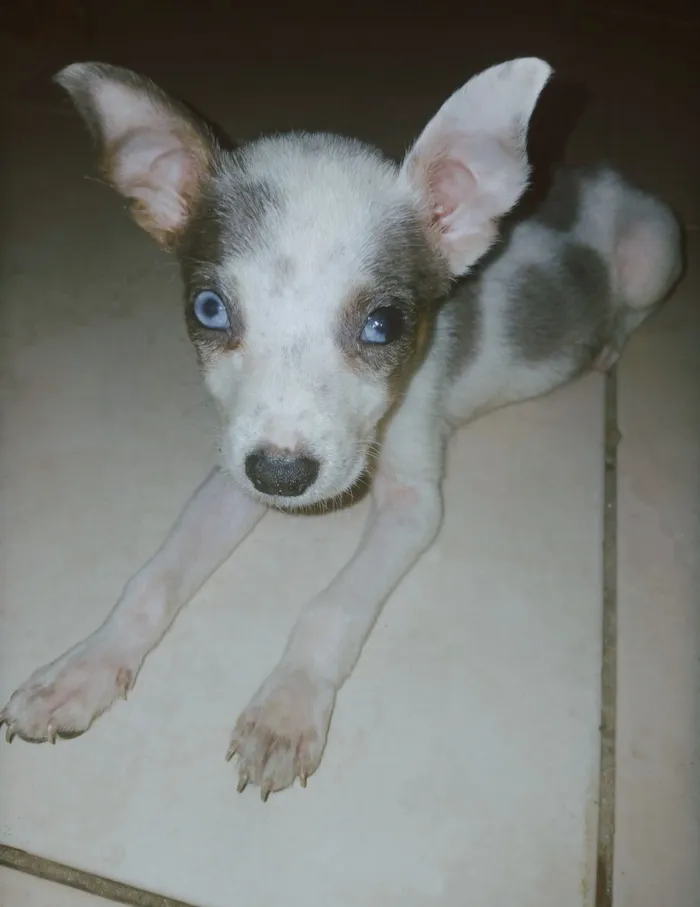 Cachorro raça SRD-ViraLata idade Abaixo de 2 meses nome Adote esses cachorrinhos fofinhos 