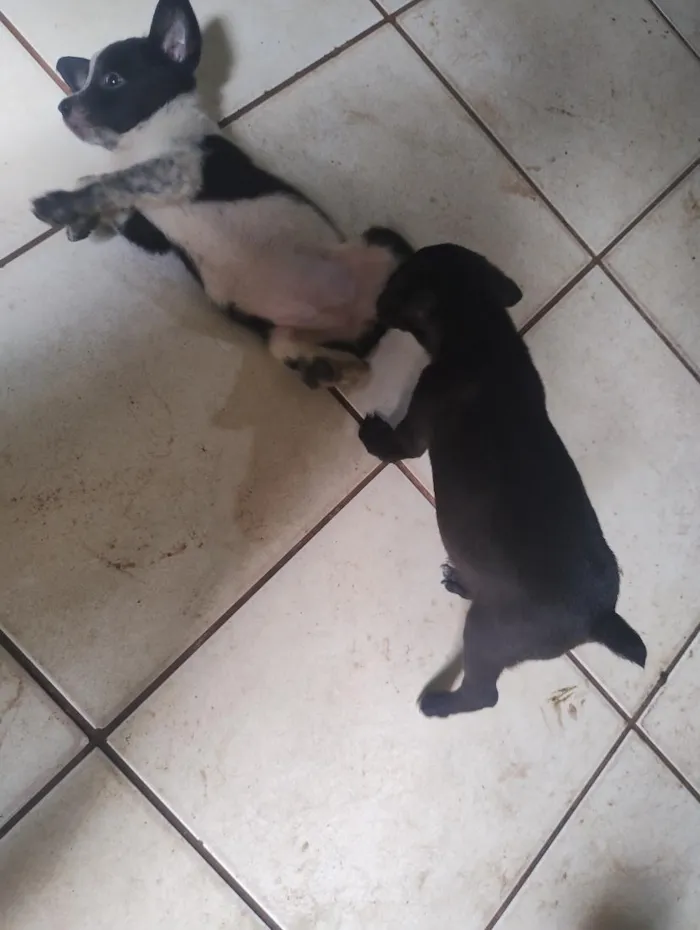 Cachorro raça SRD-ViraLata idade 2 a 6 meses nome floco,breu,black,Lou e caramelo